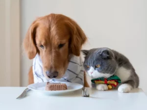 cat food