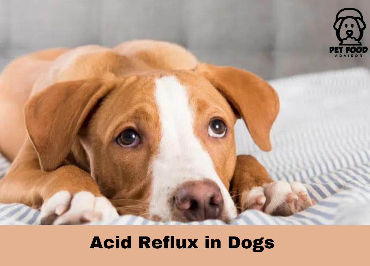 acid reflux dog food