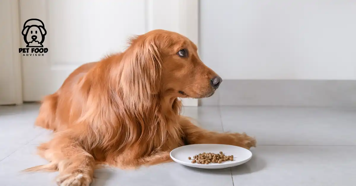 Must Know Expert Insights of Abound Dog Food Reviews