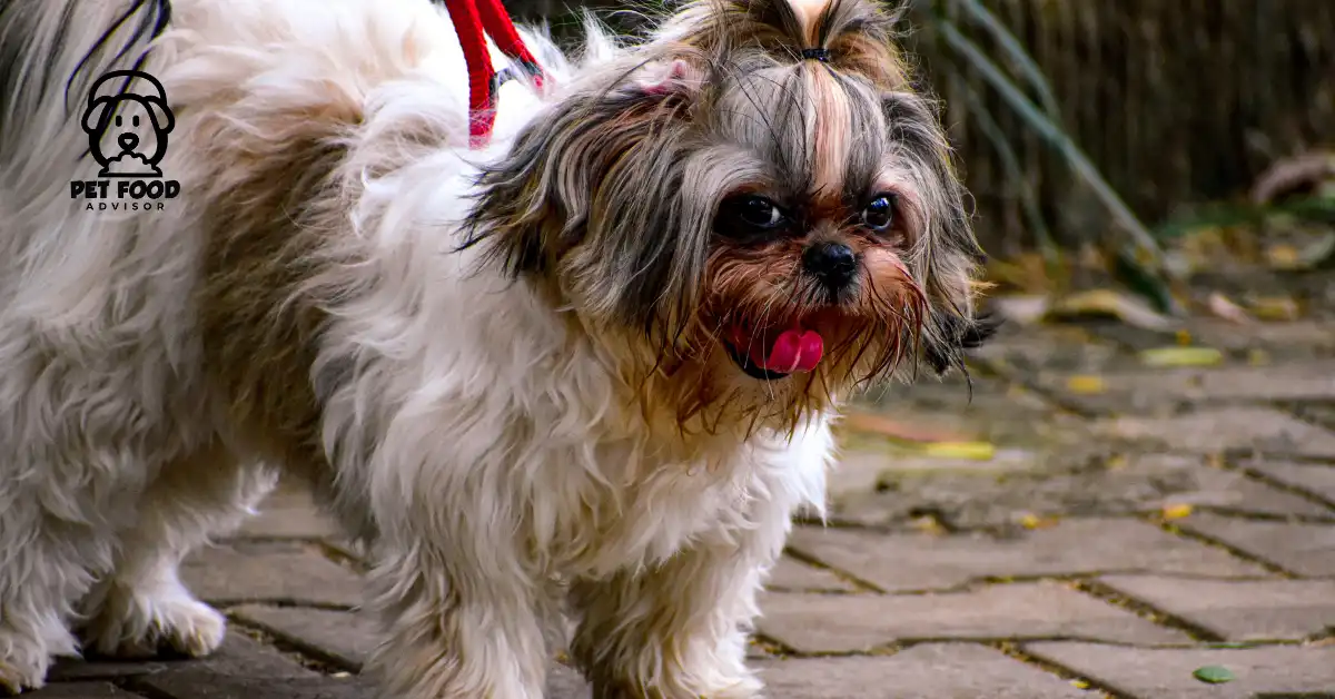 can-you-be-allergic-to-shih-tzu-dogs-understanding-and-minimizing-allergic-reactions
