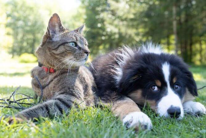 Can Dogs Eat Cat Food?