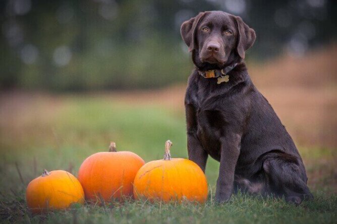 Can Dogs Be Vegetarian or Vegan?