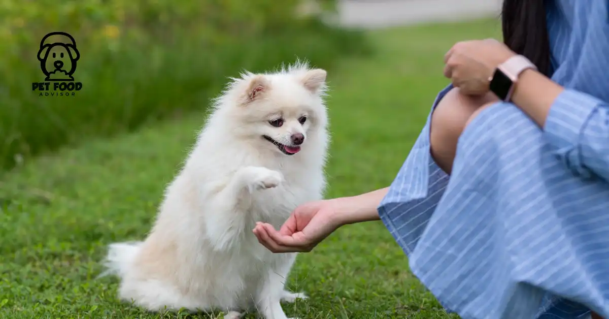 Get Effective strategies for 8 Week Puppy Training