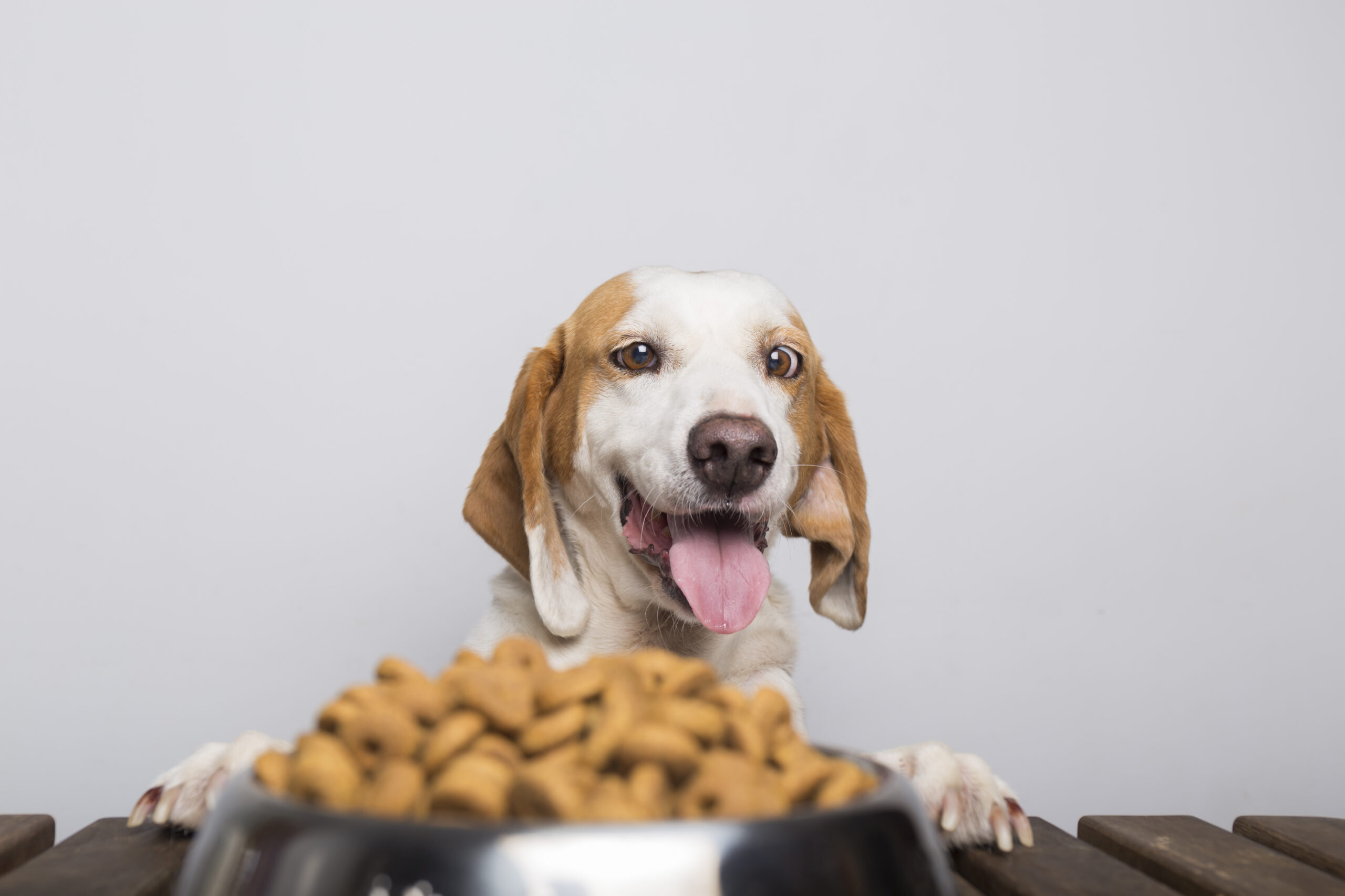 Can you Rate Your Dog Food being a Non-Veterinarian ?