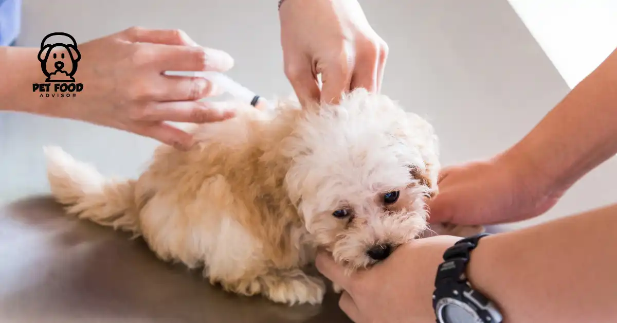 Protect your pet with Vaccines- Everything you need to know Vaccinations
