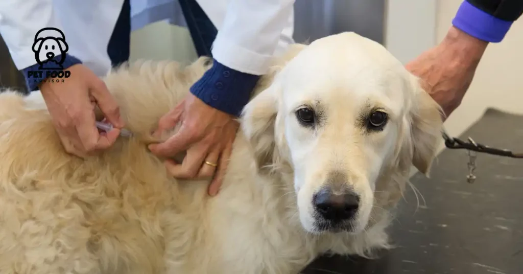 the-complete-guide-to-safe-and-effective-abortion-shots-for-dogs