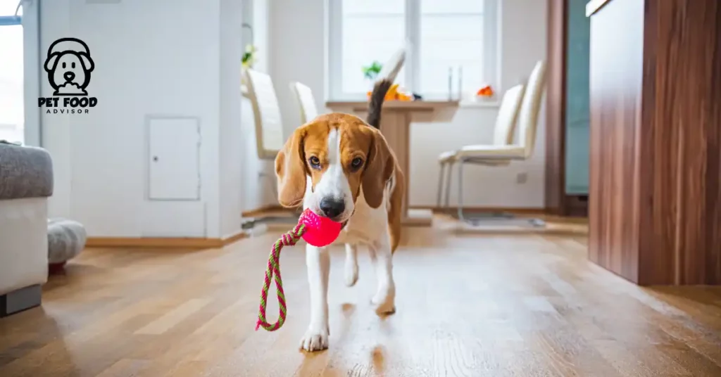 Best American-Made Dog Toys for Quality Safety and Endless Fun