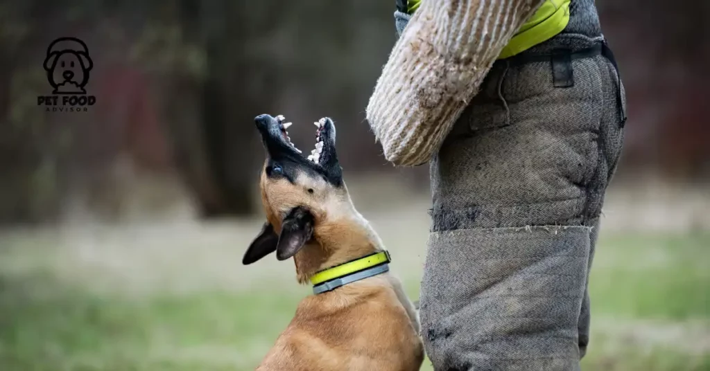 5 Best Bark Collars With Remote and Automatic Mode For Dogs