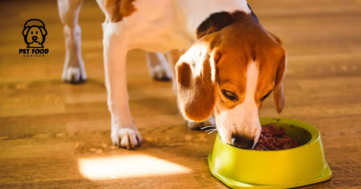 5 Best Beagle Puppy Food Reviews in 2024