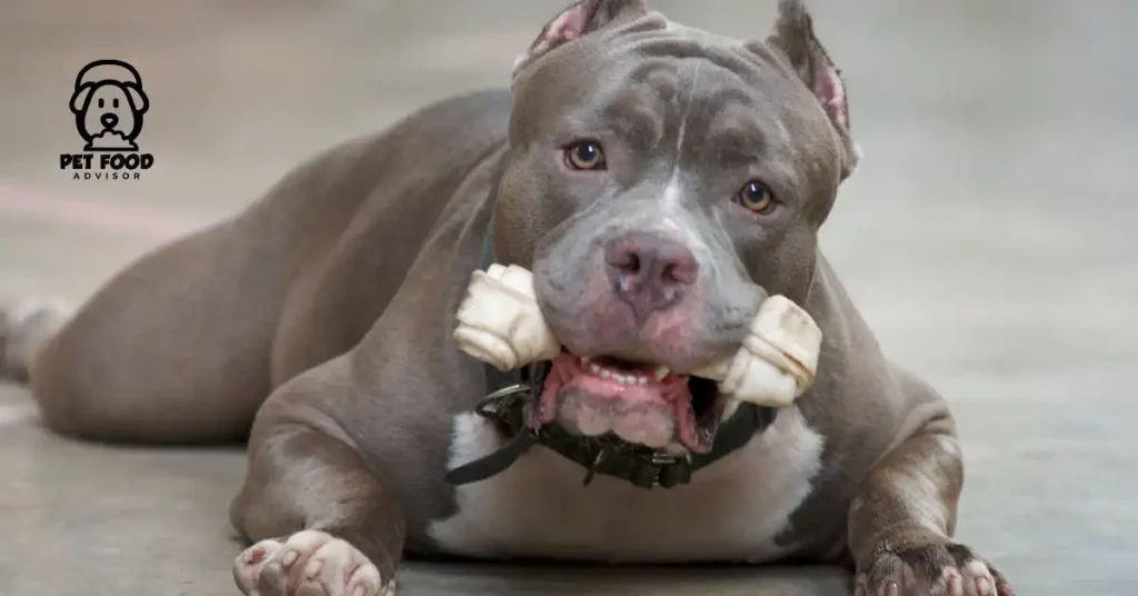 6 Best Affordable Dog Food For Pitbulls