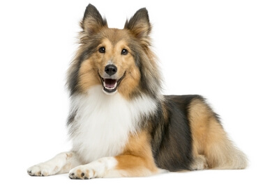 Collie-lying-down