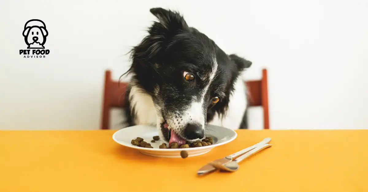 american-natural-premium-dog-food-reviews