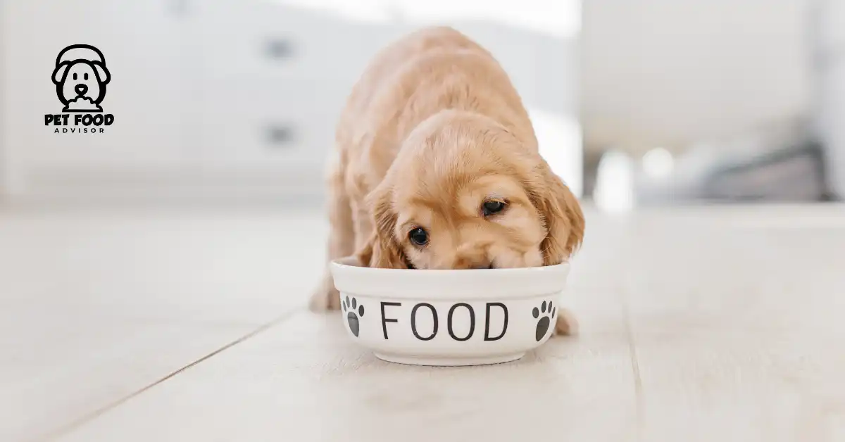 Revealing Annamaet Dog Food Reviews | Pros & Cons
