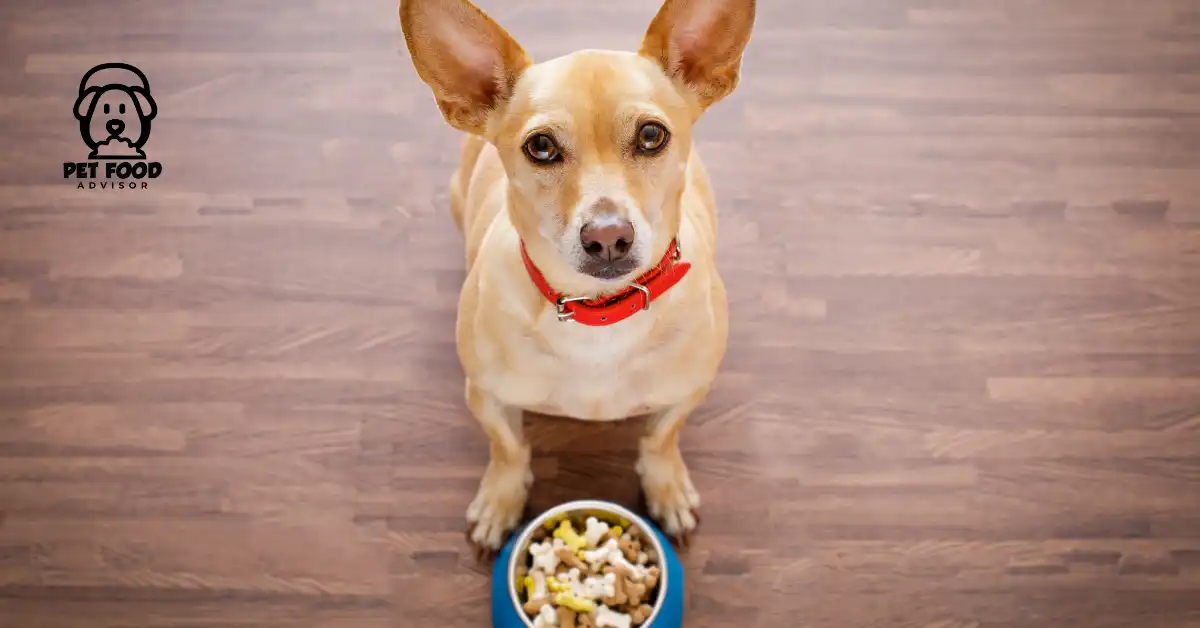 Top 4 Authority Dog Food Recall, Pros and Cons