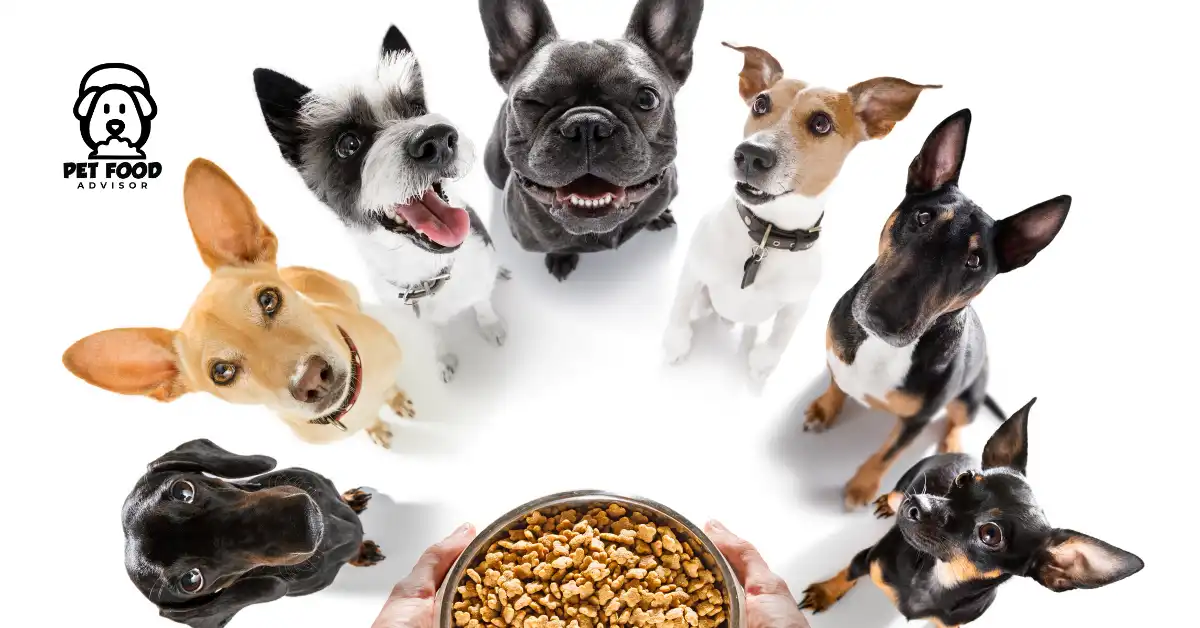 avoderm-dog-food-reviews-in-2023