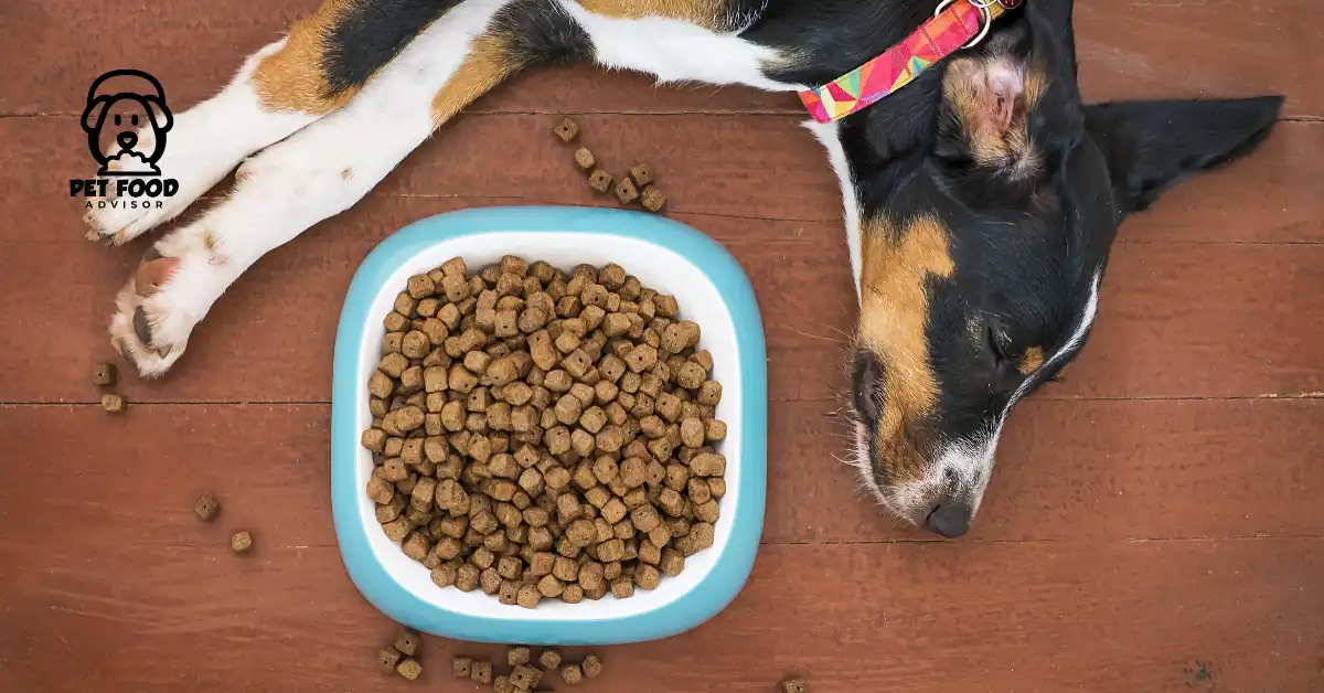 Reasons To Avoid Bad Dog Food Brands for Dog Health