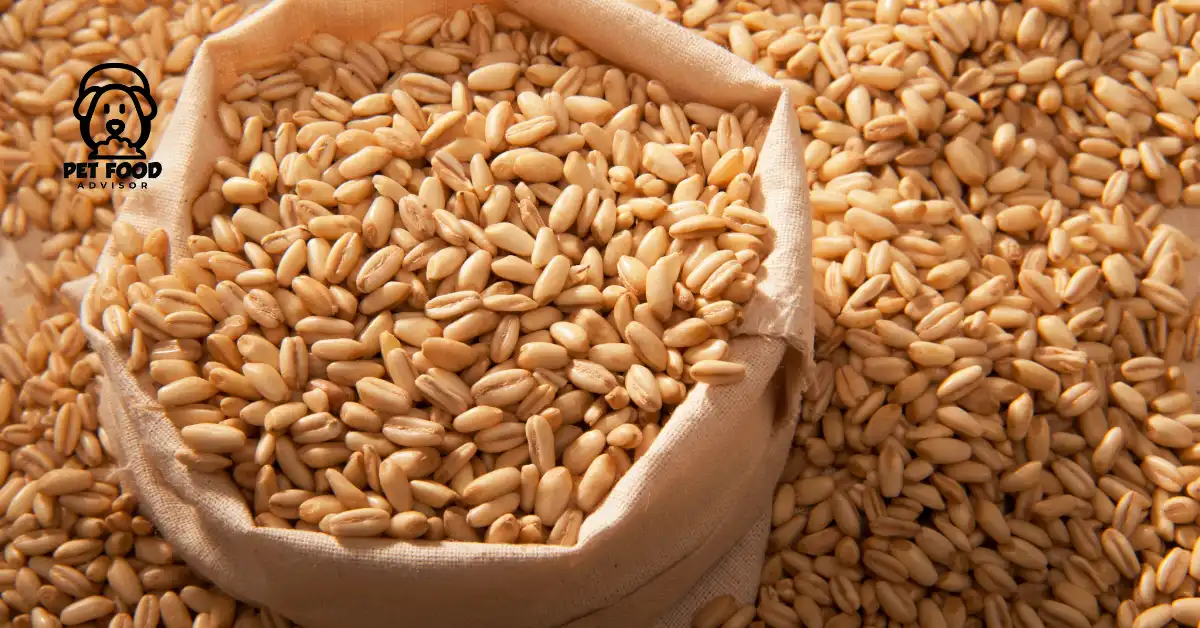 Barley in Dog Food: Benefits & Risk Of Grain For Dogs