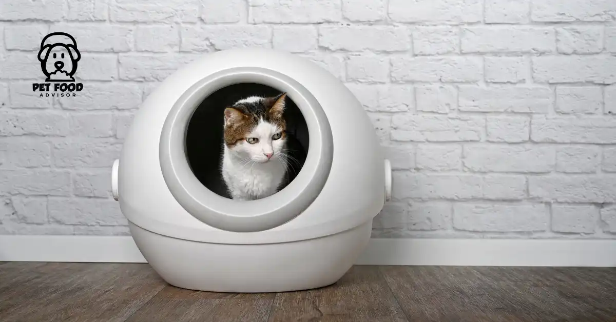 4 Best Automatic Litter Box For Large Cats in 2024