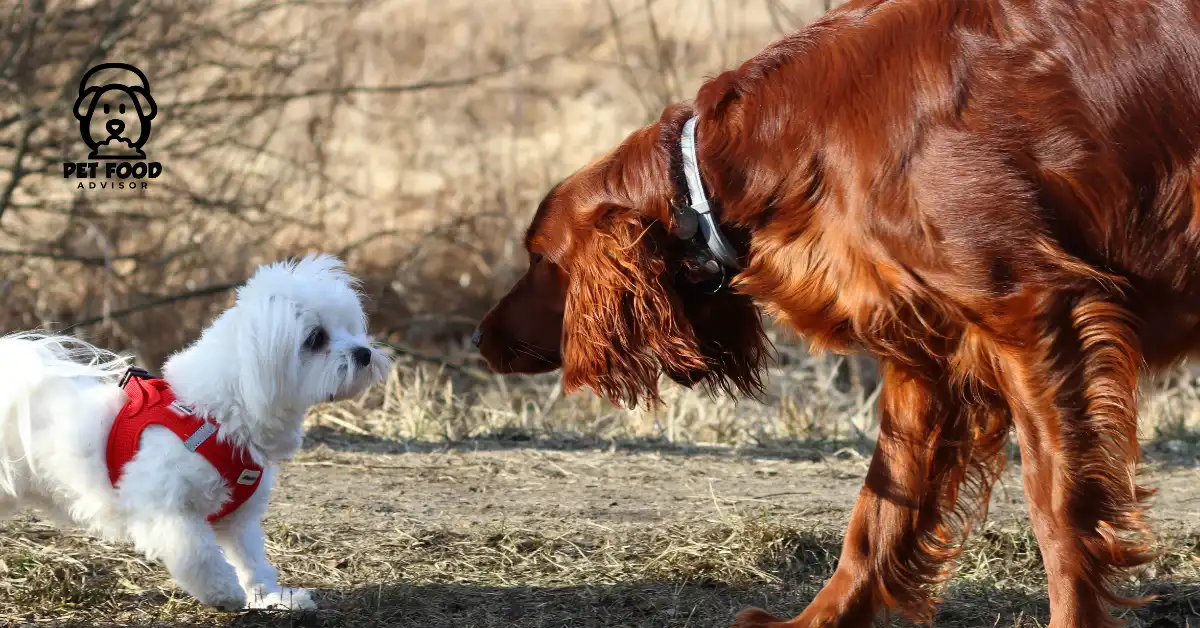 The Best Dog Friendly Alternatives To Grass For Dogs