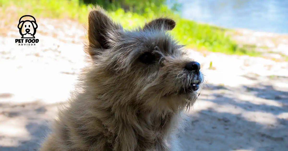 Revealing The Crucial Role Of Ash in Dog Food