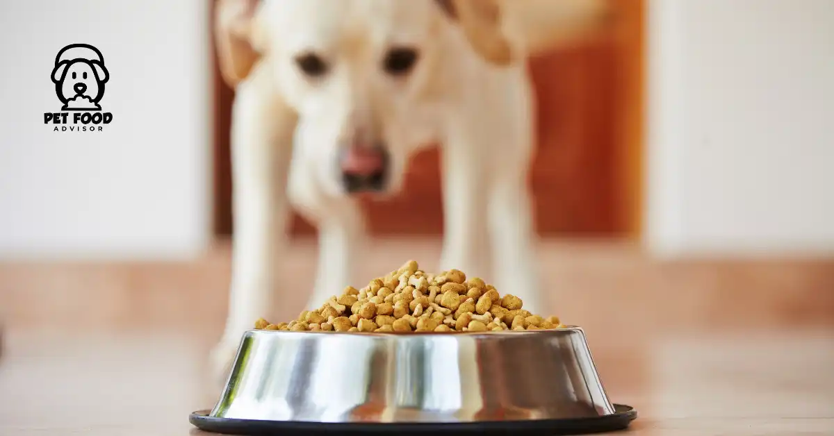 top-10-best-american-made-dog-food