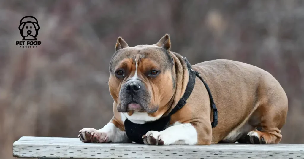 5 Top American Bully Dog Food