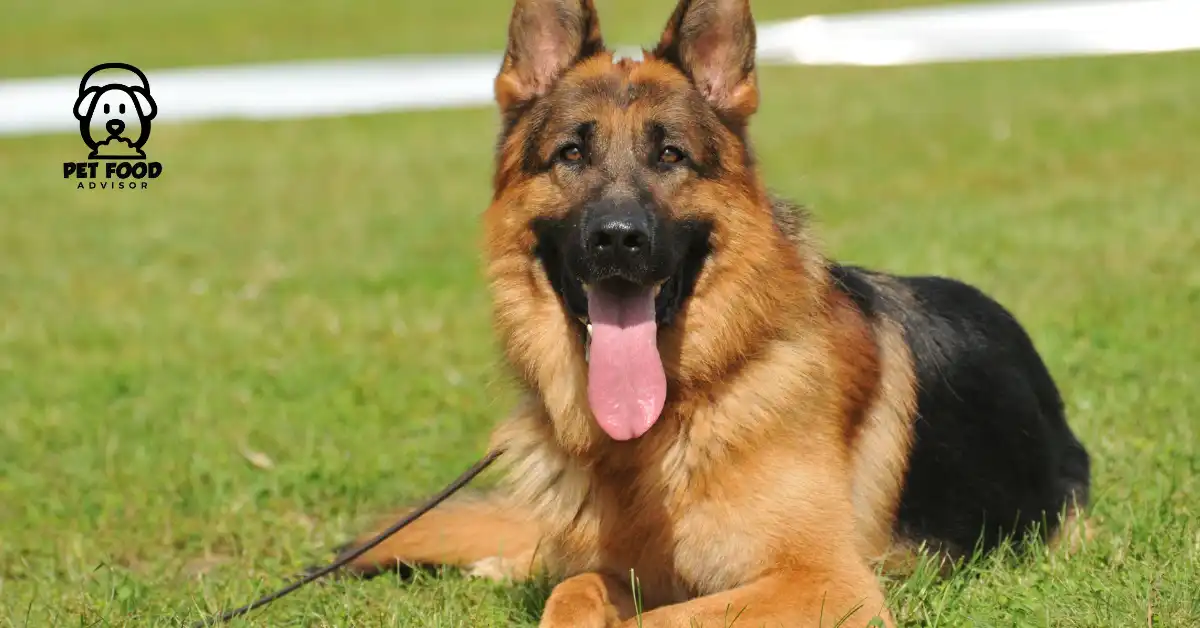 5 Best Bones For German Shepherd By Veterinarians