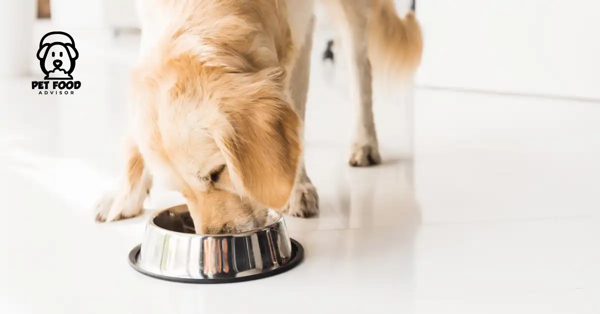 8 Best Budget Friendly Dog Food for 2024