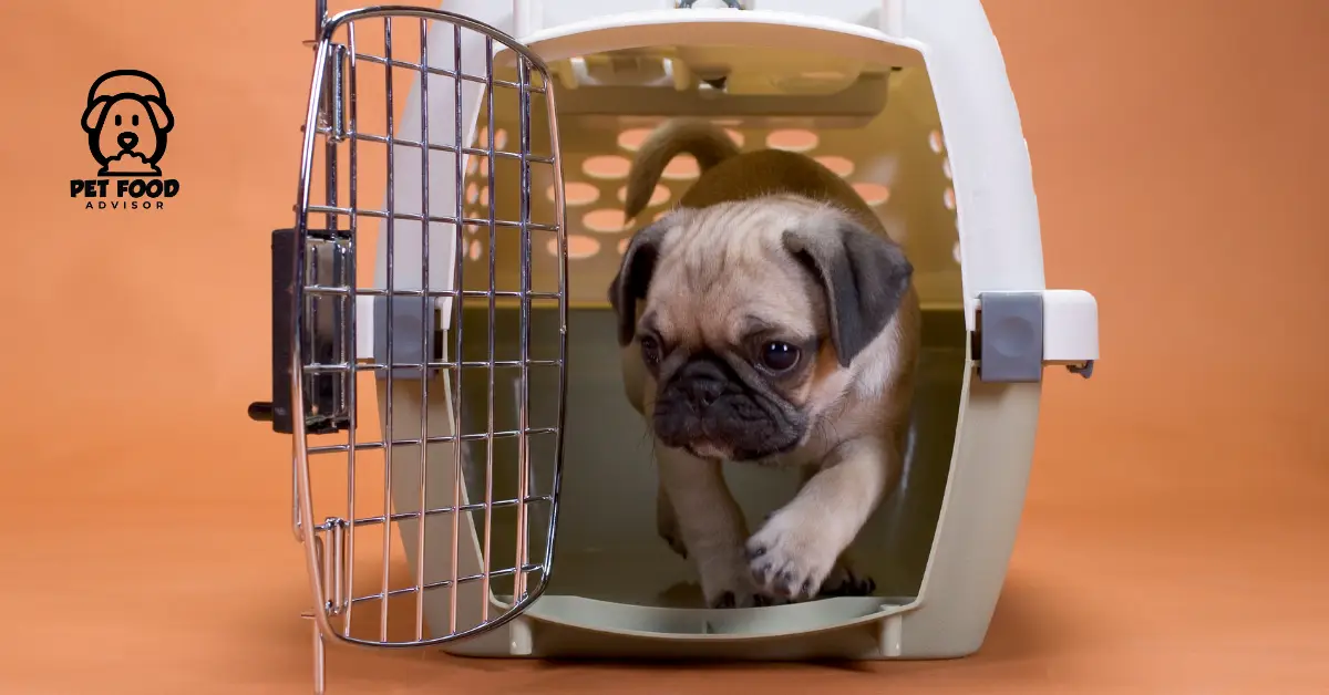 5 Best Dog Crate For Anxiety