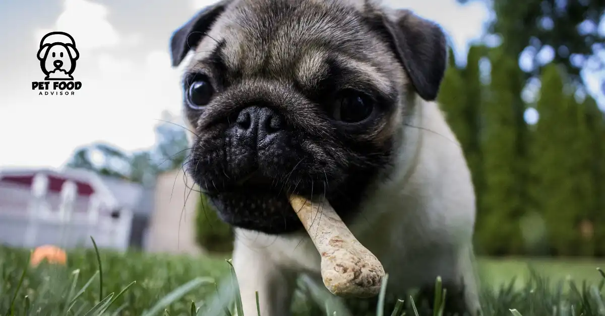 Reasons to give Your Dog Chew Bones