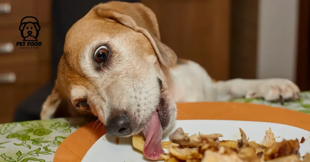 4 Best Diabetic Dog Food : Guide To Manage His Diabetes