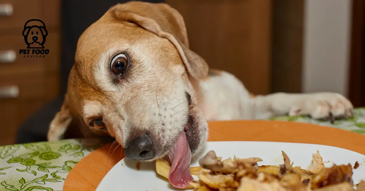 4-best-diabetic-dog-food