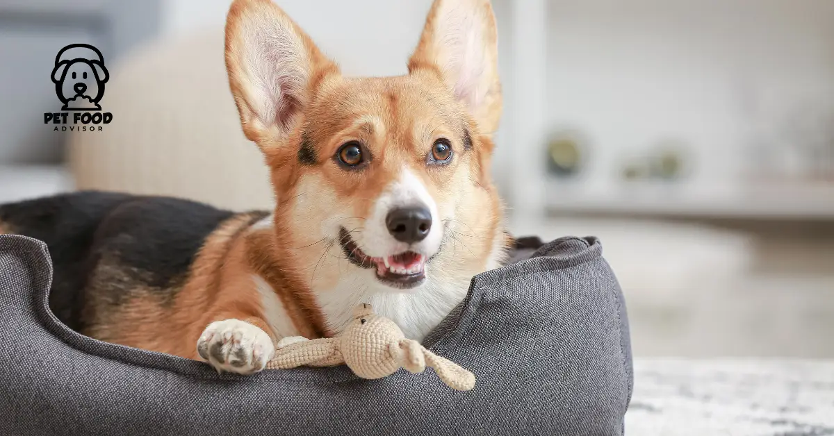 How to Choose Best Dog Beds For Diggers ? 6 Top Picks