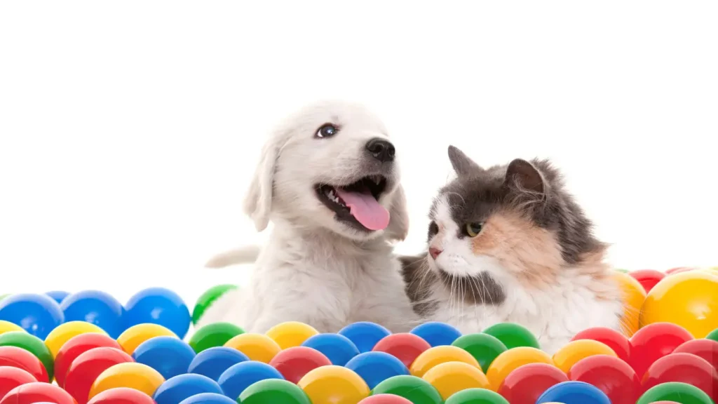 Alternatives to Dog Crates